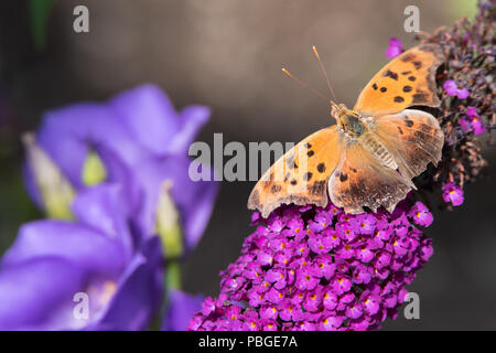 A worn Question Mark butterfly rests on some butterflybush at Toronto`s popular Rosetta McClain Gardens. Stock Photo